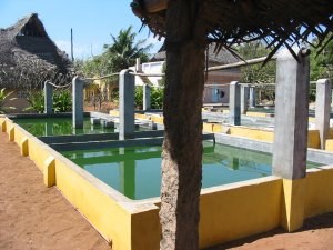 Spiruline d&rsquo;Auroville,souche exceptionelle, très haute vibration,respect des hommes,respect de l&rsquo;environnement.
