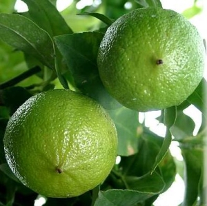 Bergamote - Huile Essentielle