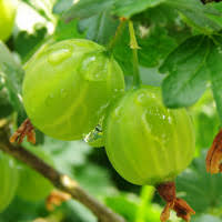 amla-vitamine-c-ayurvedique-anti-oxydant-naturel-confort-intestinal