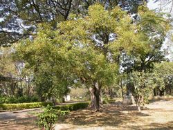 LE NEEM